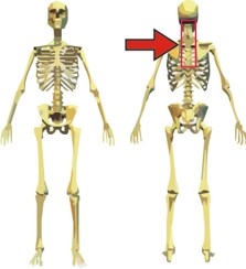 content_image